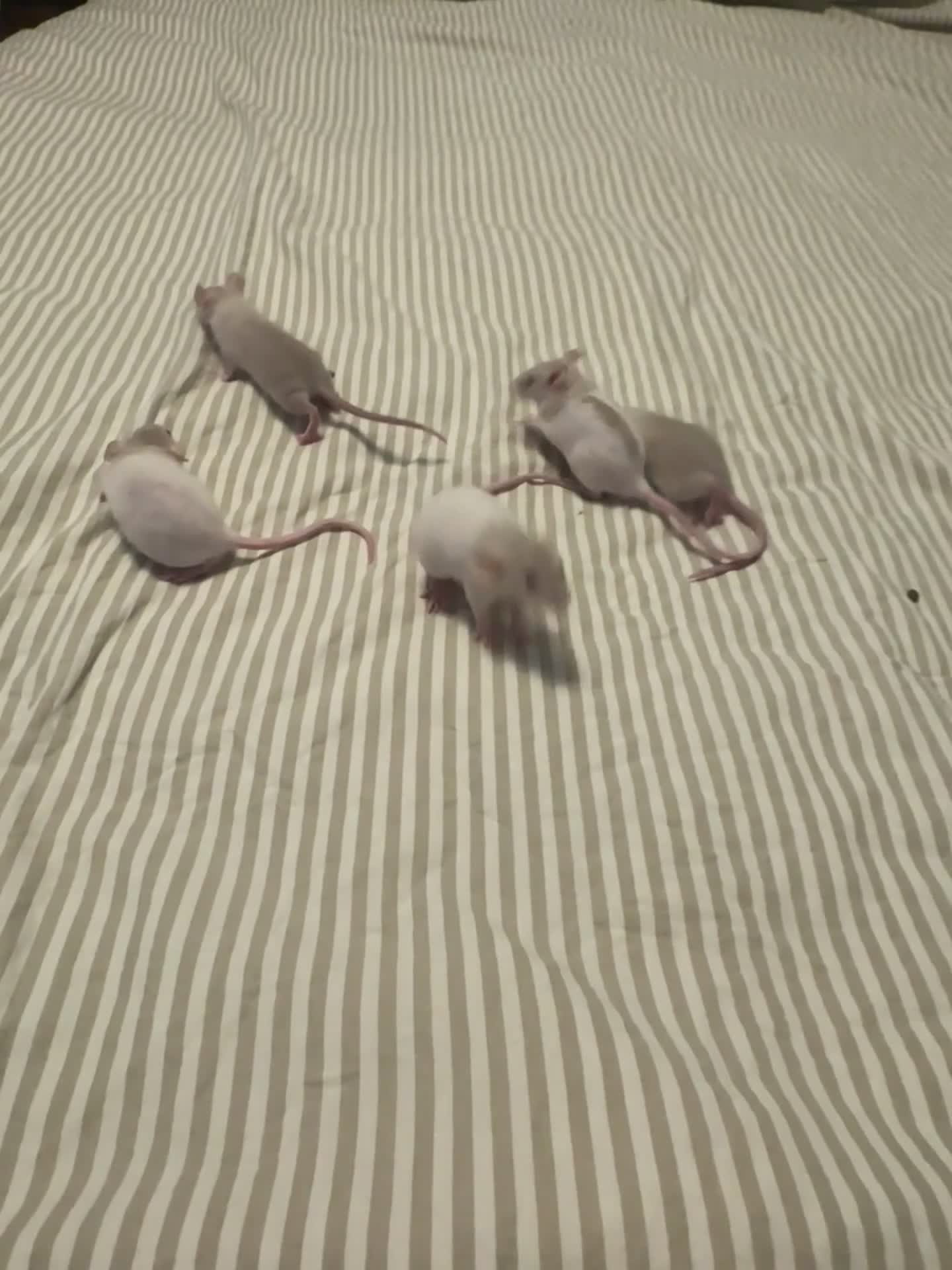 Rat rodents for sale: Dwarf rats  - Video 2