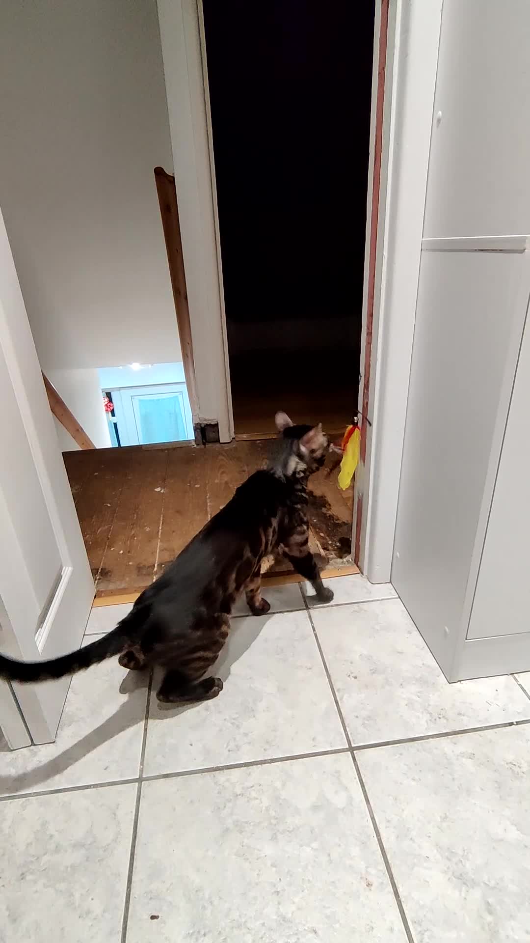 Bengal cats for stud: Charcoal brown bengal stud glitter coat  - Video 1