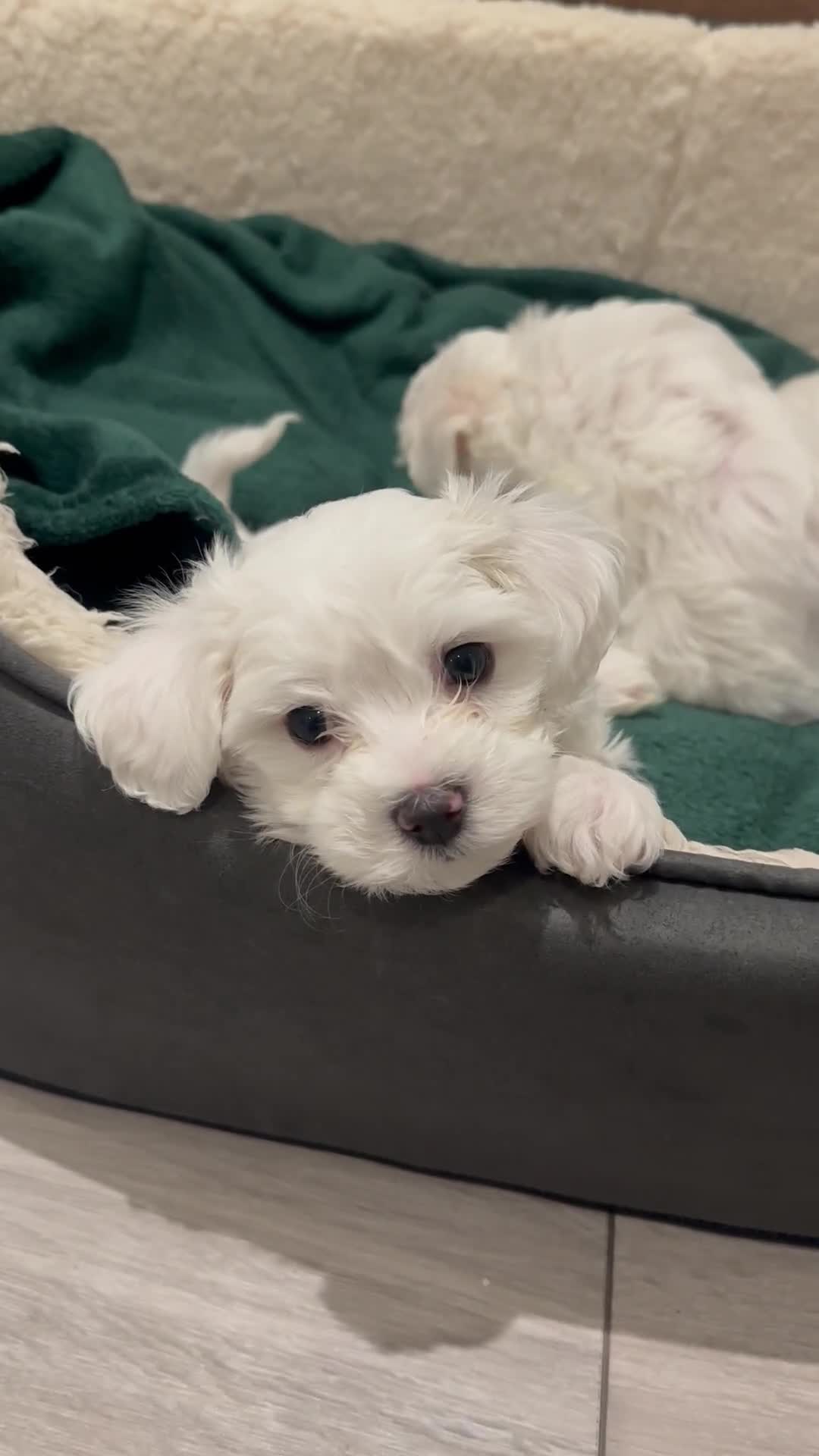 Mixed Breed dogs for sale: Mixed puppies for sale - Video 2