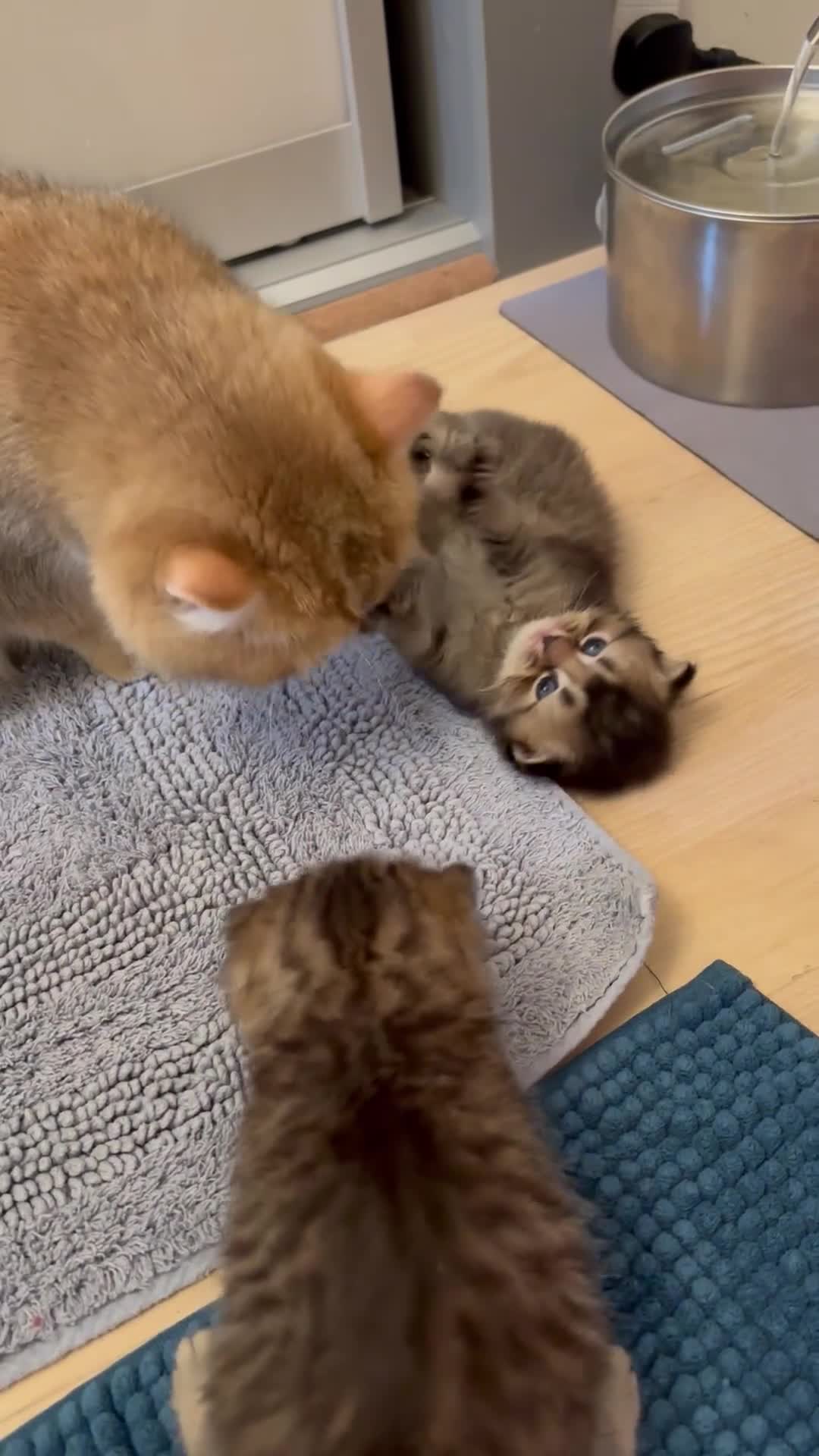 British Shorthair cats for sale: British Shorthair boys  - Video 1