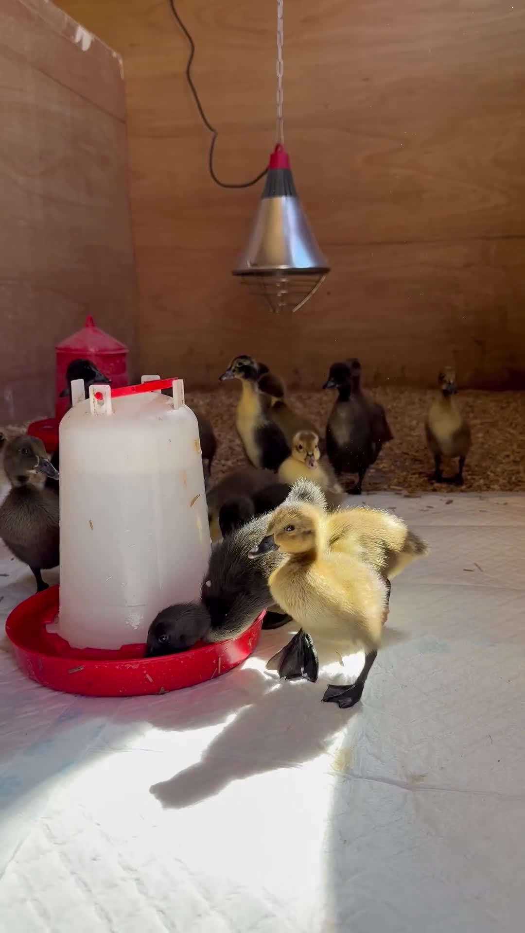 Ducks poultry for sale: Indian Runner Ducklings - Video 1