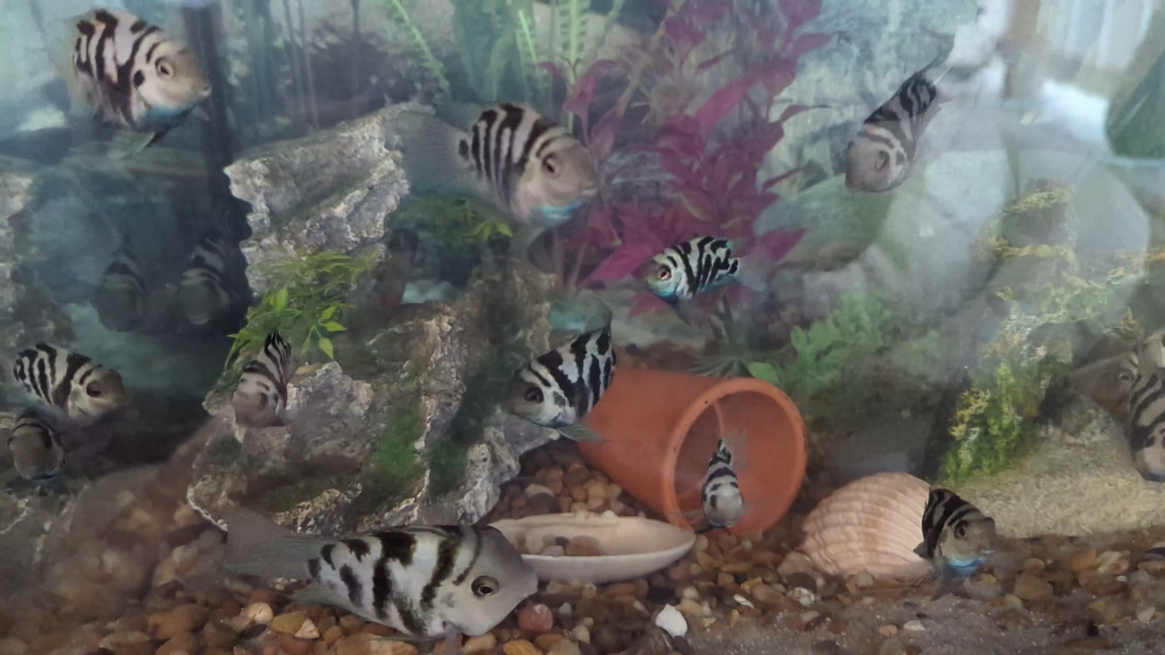 Cichlids fish for sale: Blue parrot fish - Video 1