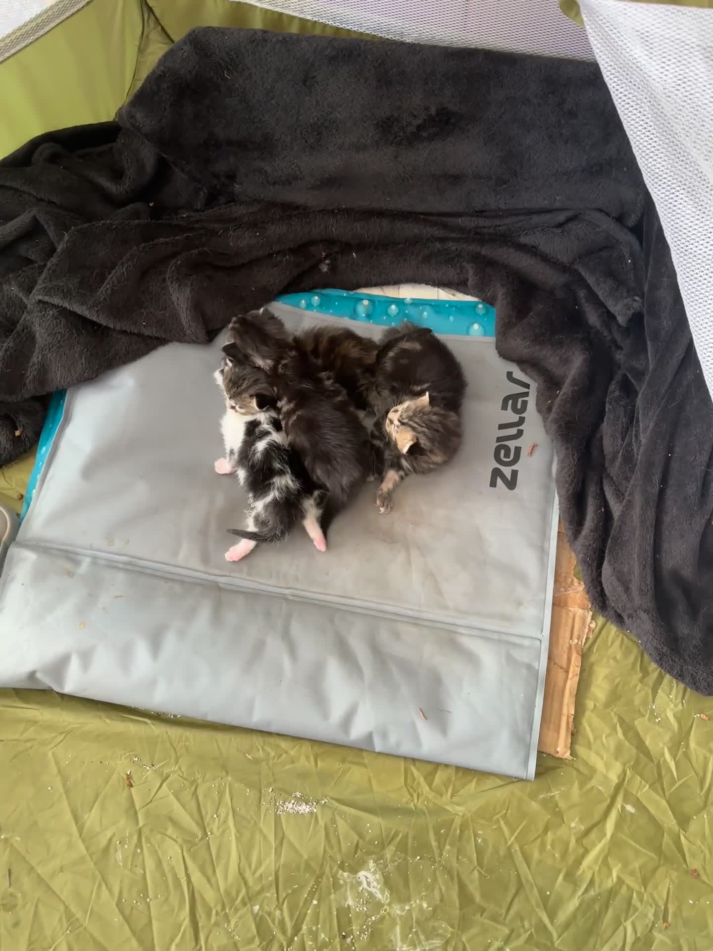 Mixed Breed cats for sale: Adorable Kittens Available  - Video 1