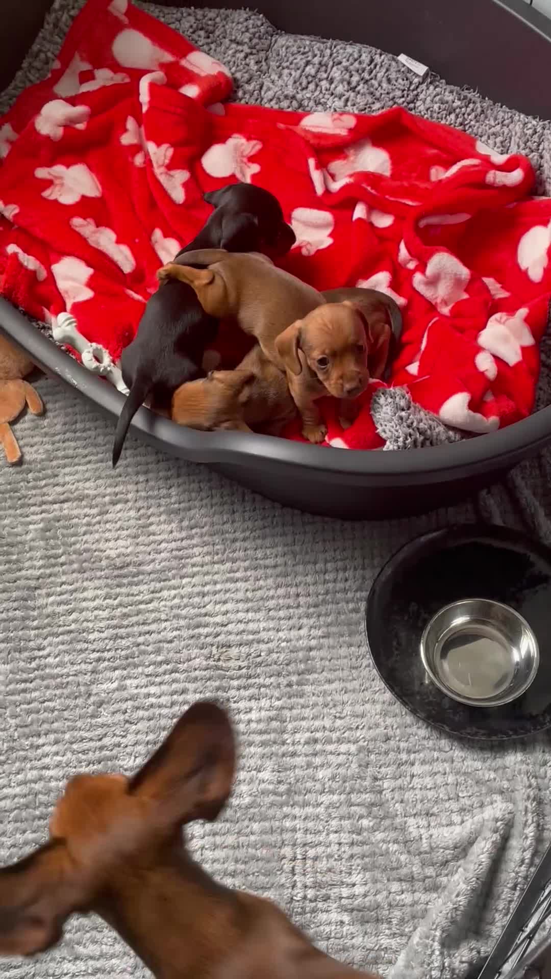 Miniature Dachshund dogs for sale: Miniature Dachshunds  in Pontypool - Video 1