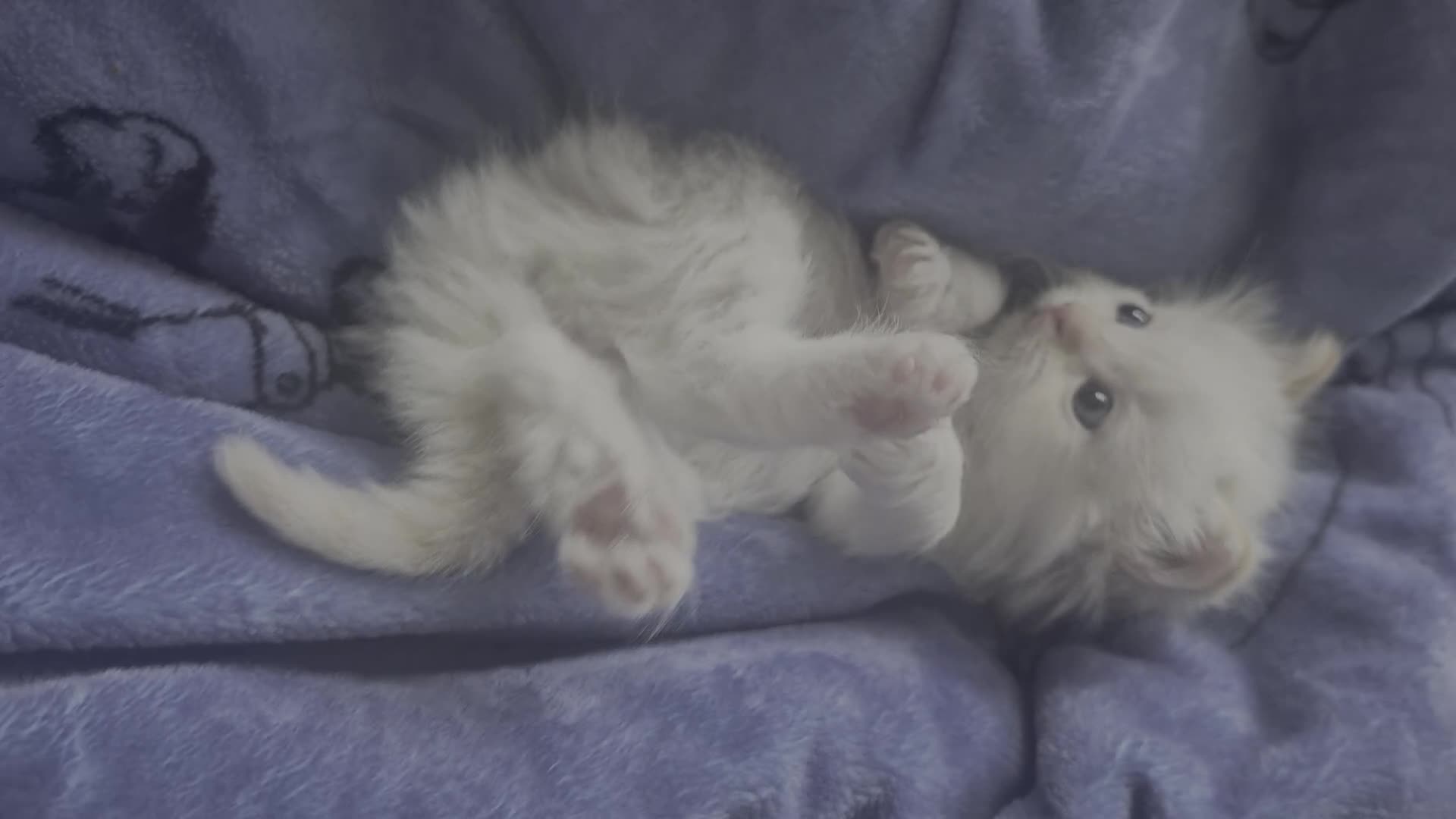 Ragdoll cats for sale: 3 Ragdoll kittens for sale  - Video 3