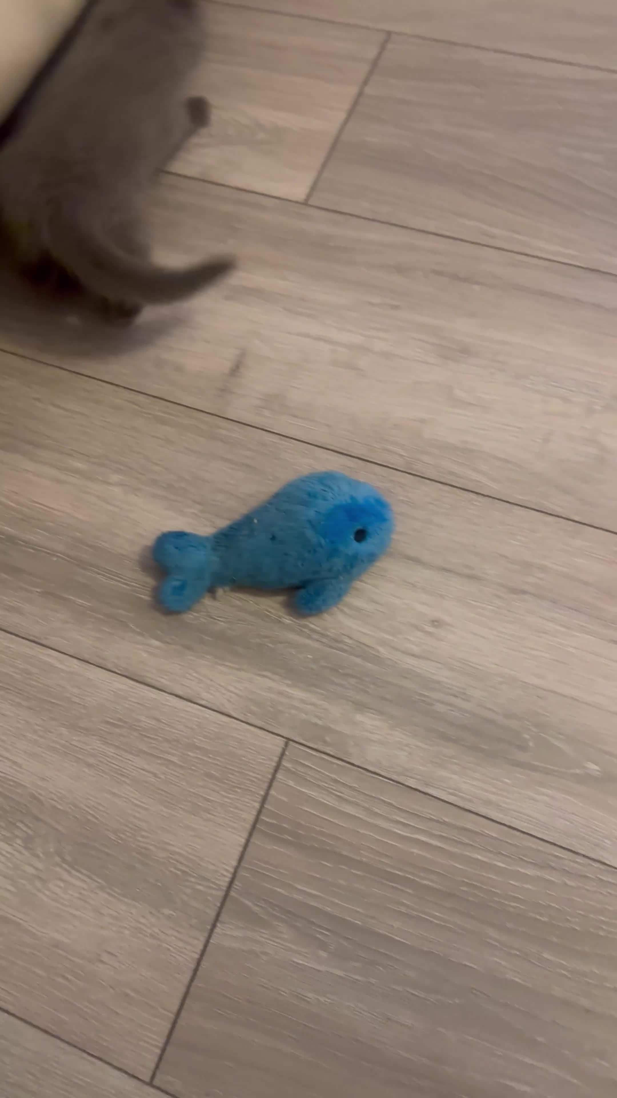 British Shorthair cats for sale: British shorthair kittens - Video 1