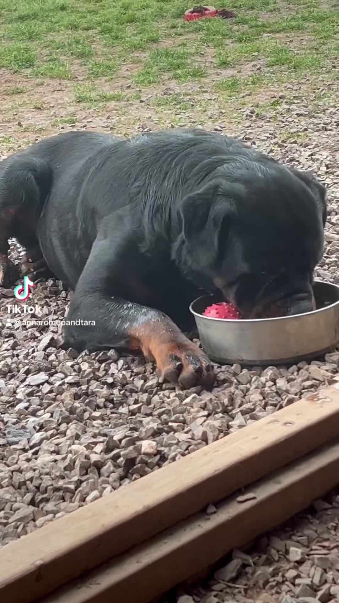 Rottweiler dogs for stud: LARGE STUNNING HEALTH TESTED KC STUD in Cardiff - Video 3