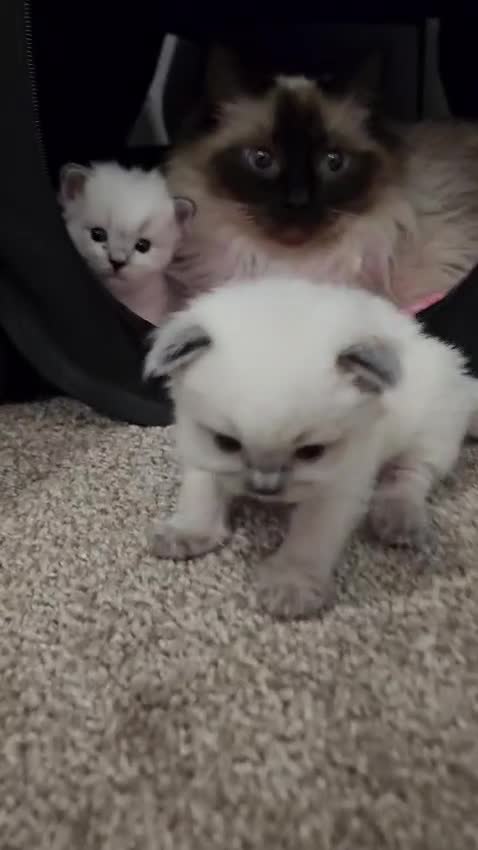 Ragdoll cats for sale: Beautiful Ragdoll kittens  in Port Talbot - Video 1