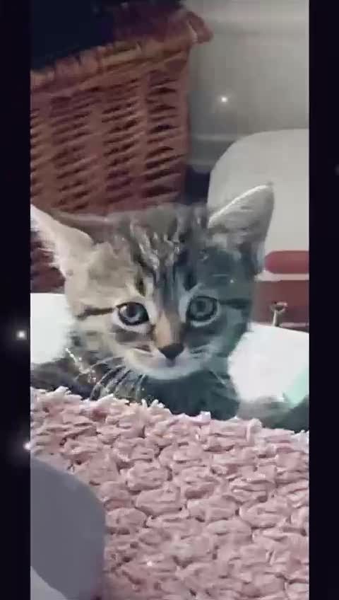 Bengal cats for sale: Beautiful and cheeky  - Video 1