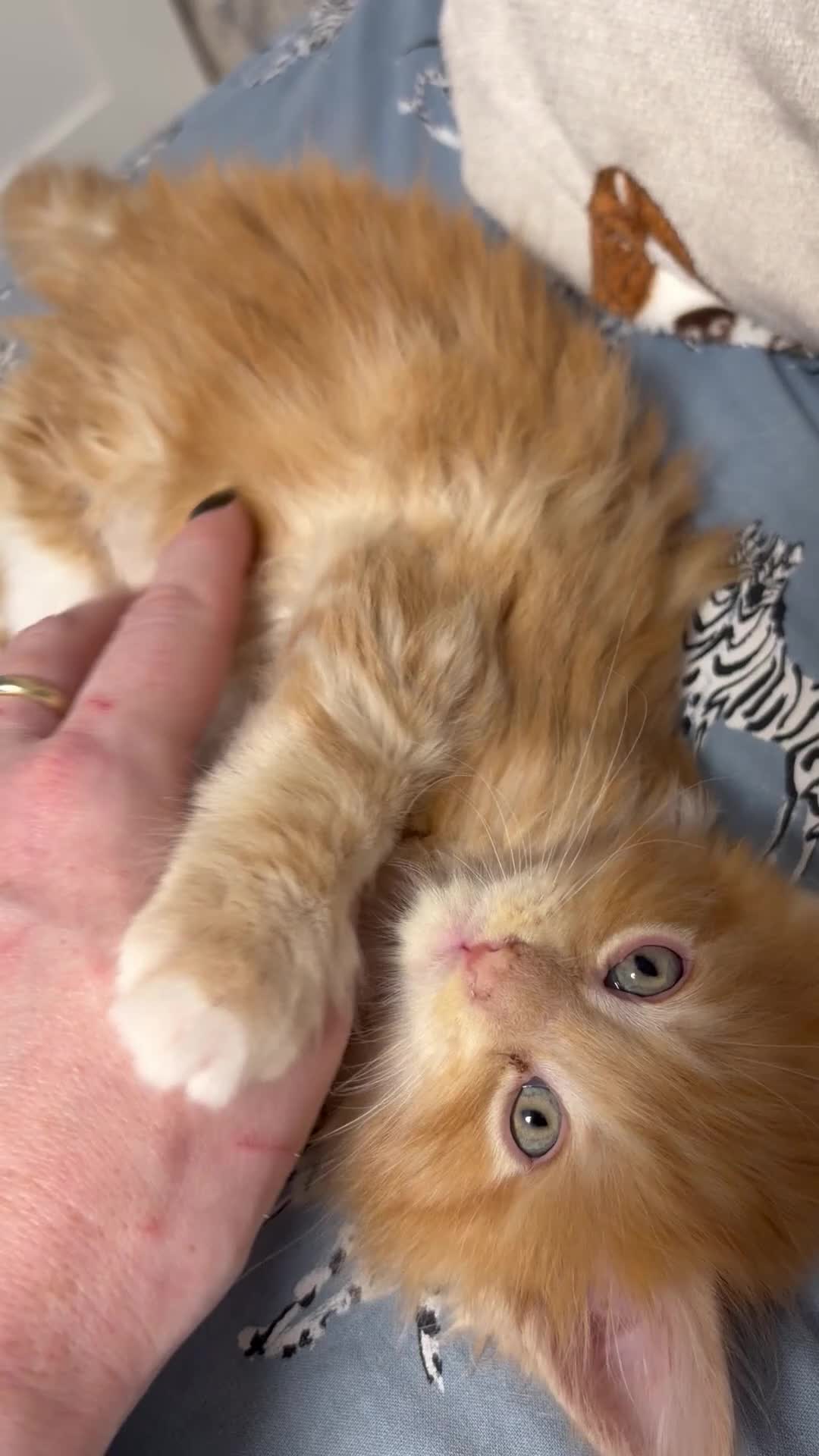 Maine Coon cats for sale: Champion Russian line full Maine coon kittens - Video 1