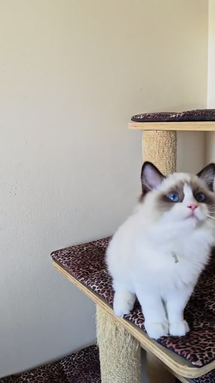 Ragdoll cats for sale: GCCF REGISTERED BEAUTIFUL RAGDOLLS KITTENS  - Video 1