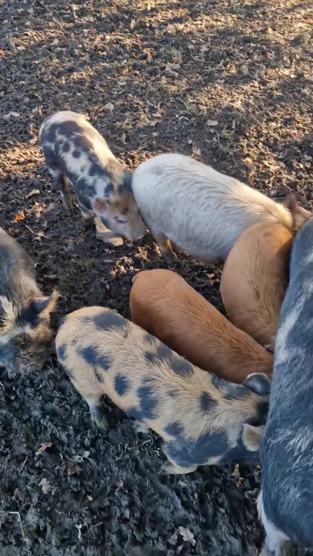 Pig livestock for sale: Piglets - Video 1