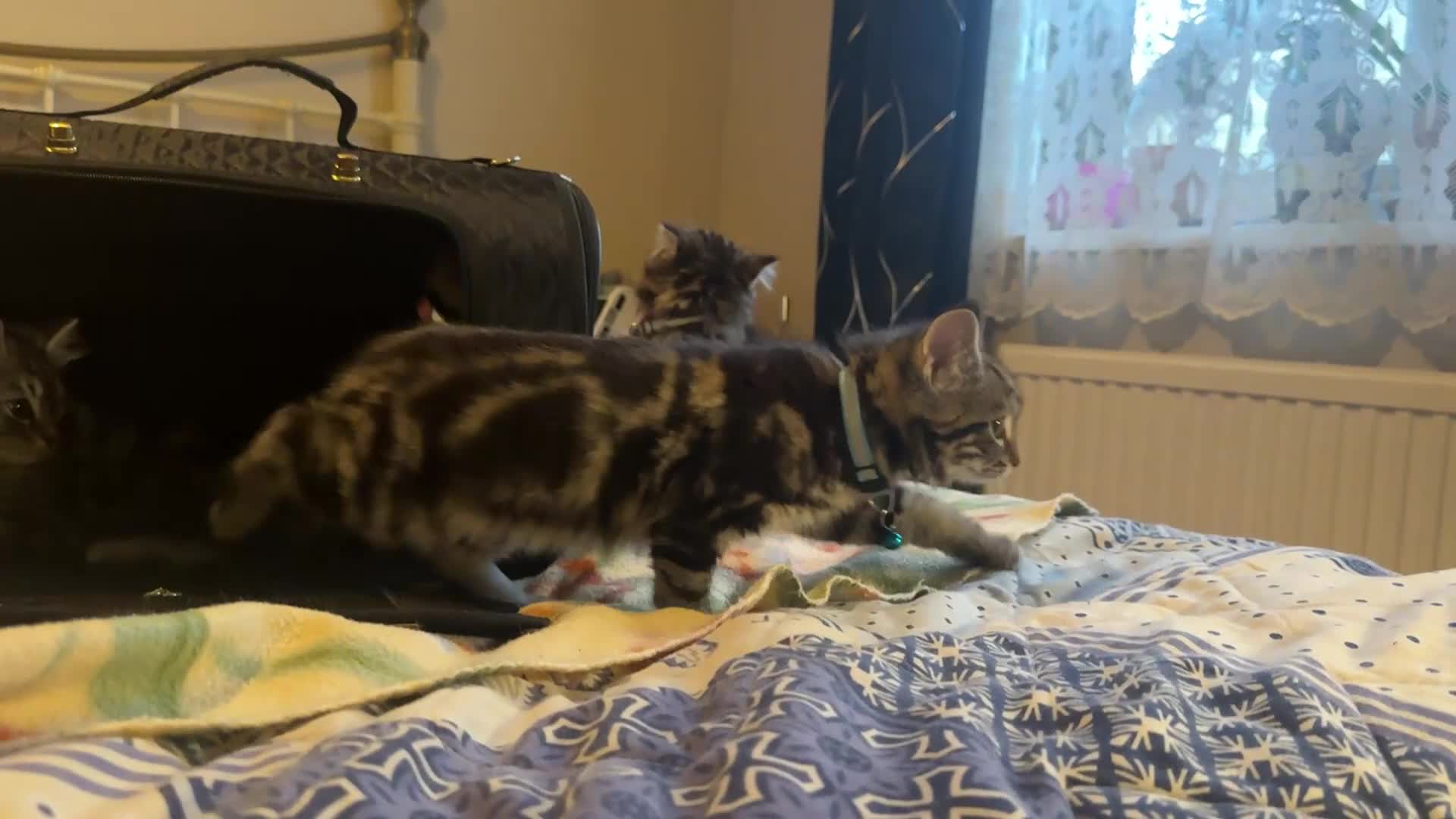 Mixed Breed cats for sale: 5 gorgeous fluffy tabby kittens  - Video 1