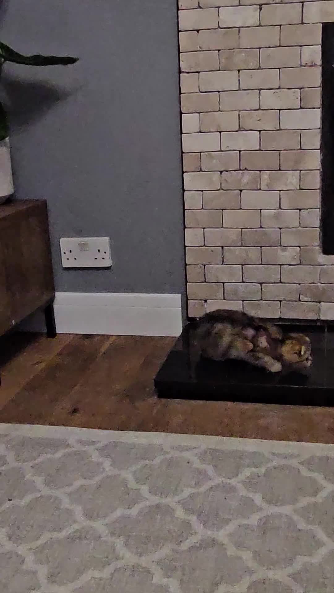 Scottish Fold cats for sale: Stunning scottish folds - Video 5