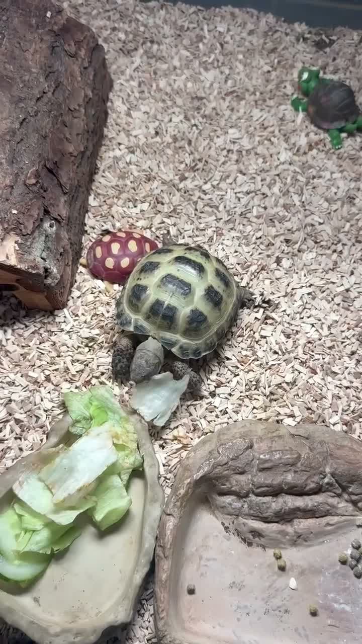 Tortoise reptiles for sale: Horsefield tortoise  in Littleborough - Video 2