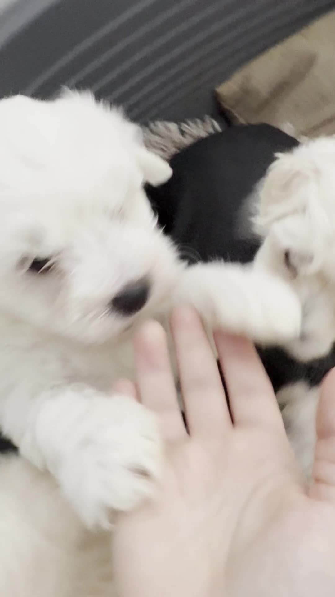 Maltese dogs for sale: Beautiful Maltese puppies for sale - Video 1