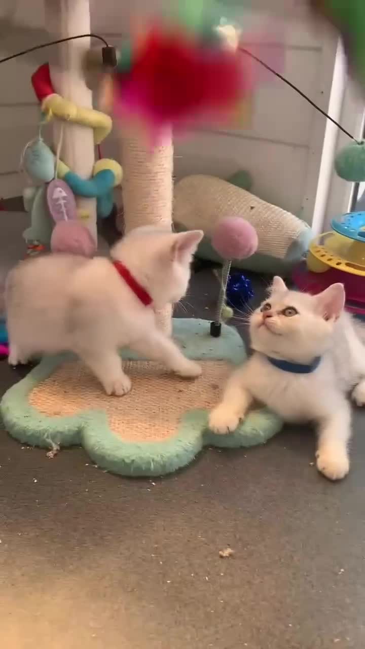 British Shorthair cats for sale: BSH Stunning rare Shaded - Video 2
