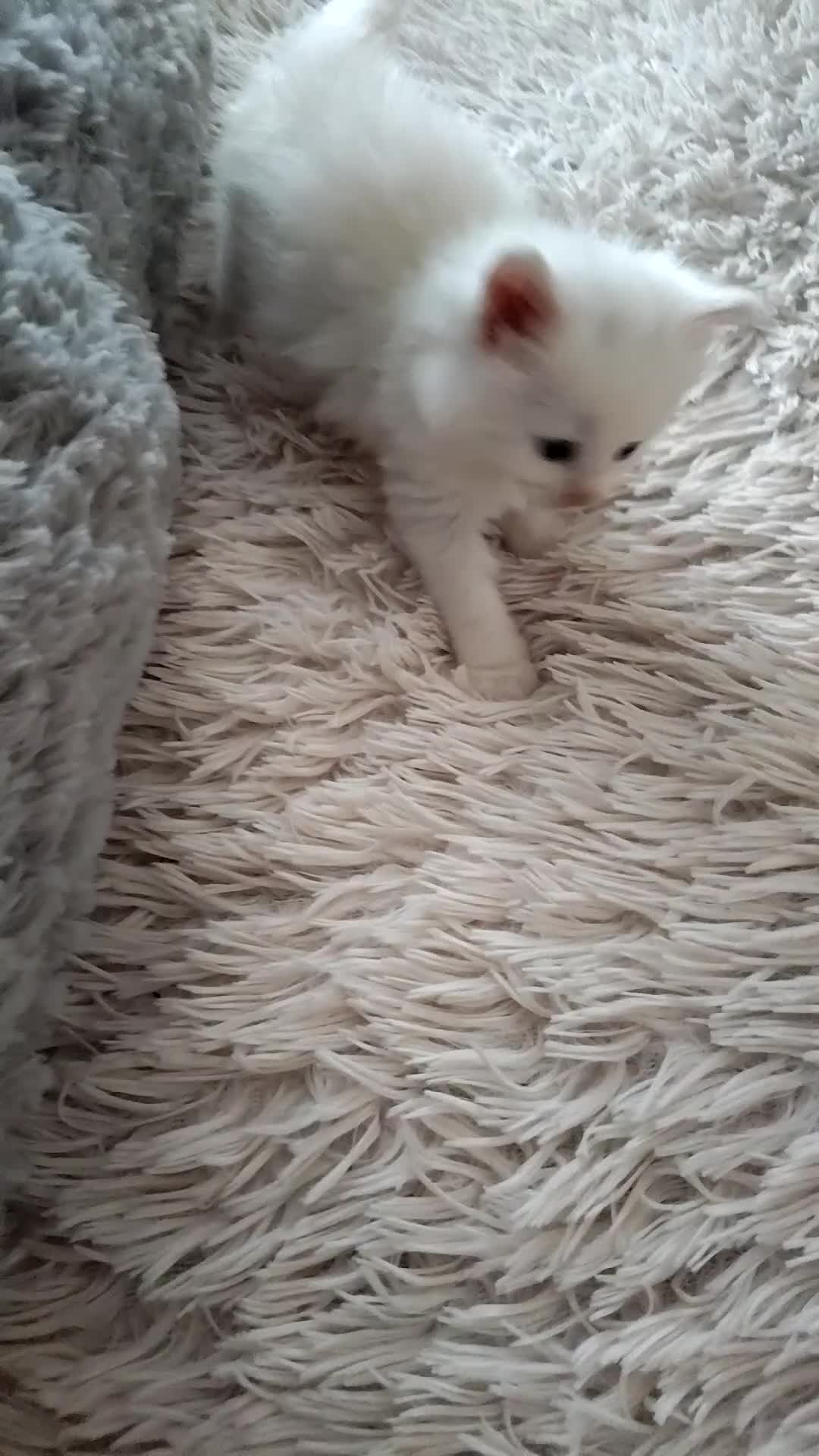 Maine Coon cats for sale: Maincoon kittens for sale - Video 1