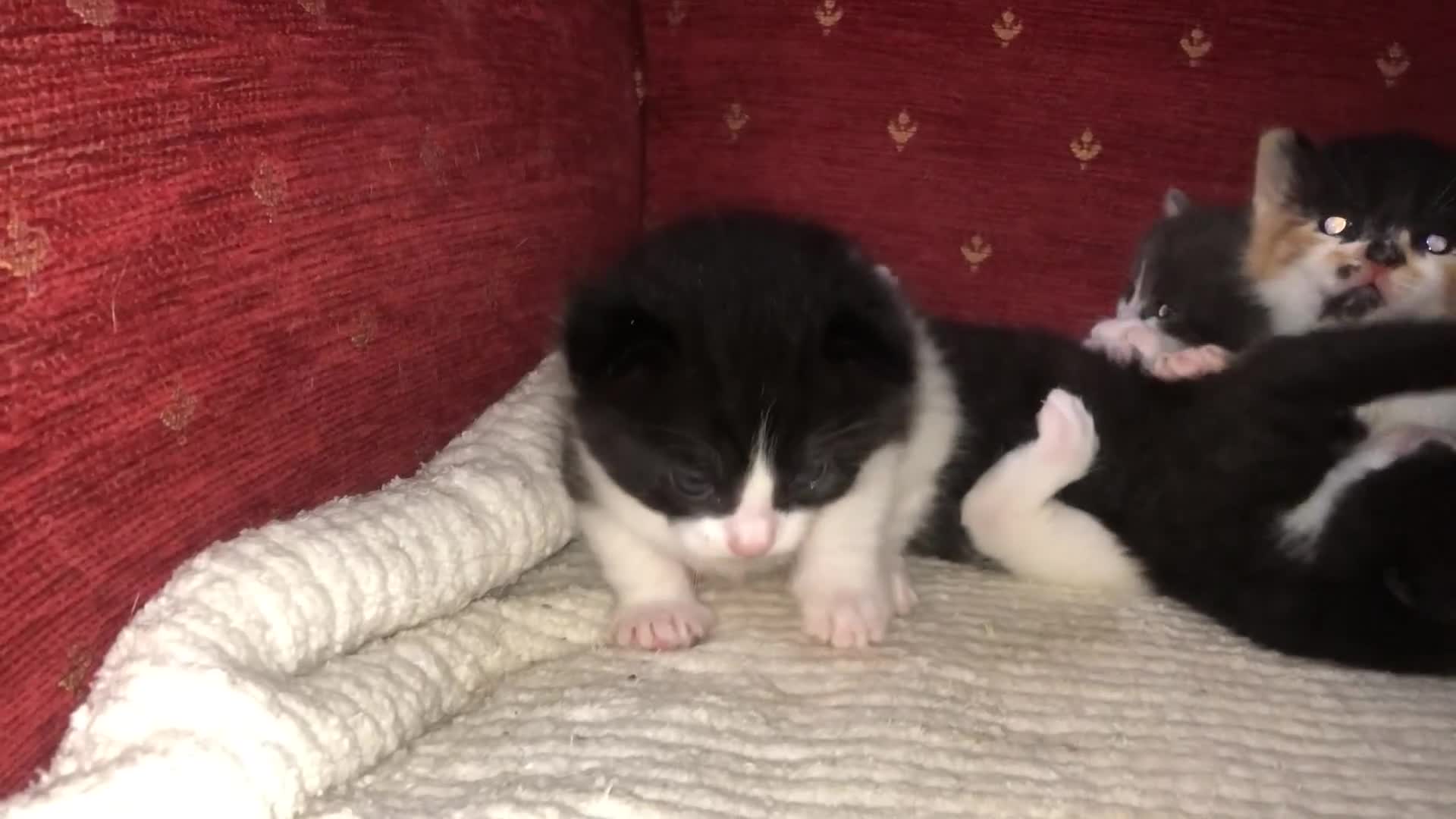 Mixed Breed cats for sale: 5 kittens for sale - Video 1