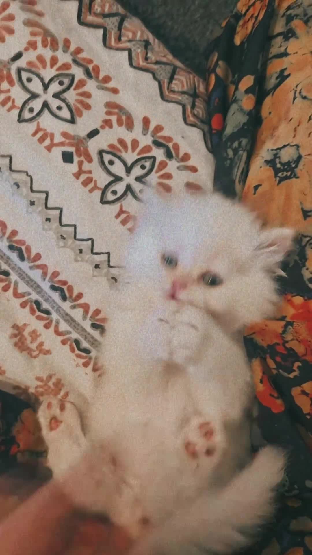 Persian cats for sale: Pedigree Persian doll face girl - Video 2