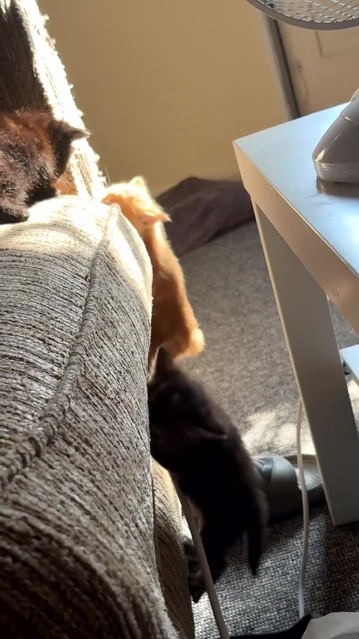 Mixed Breed cats for sale: My lovely cat for sell  - Video 1