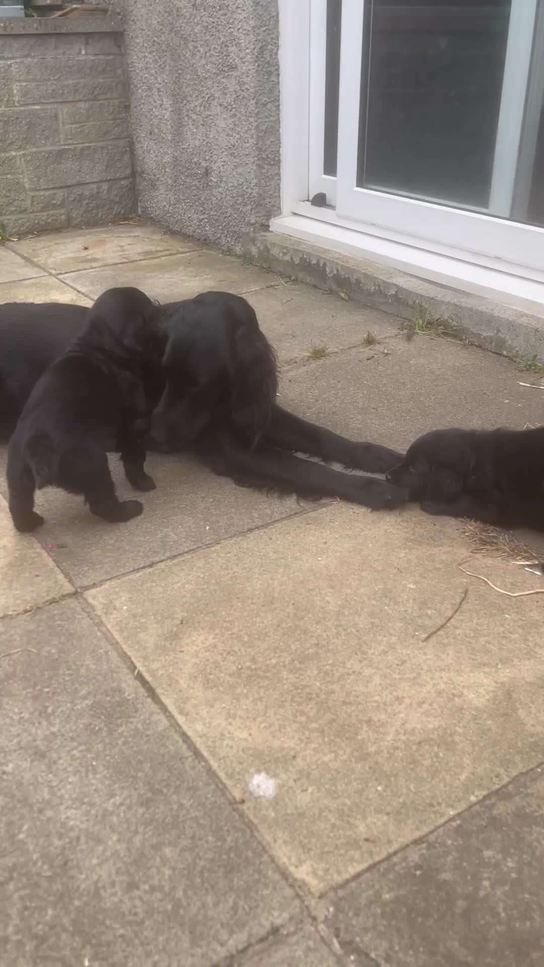Flat coated Retriever dogs for sale: KC Reg Flat Coated Retrievers  - Video 1