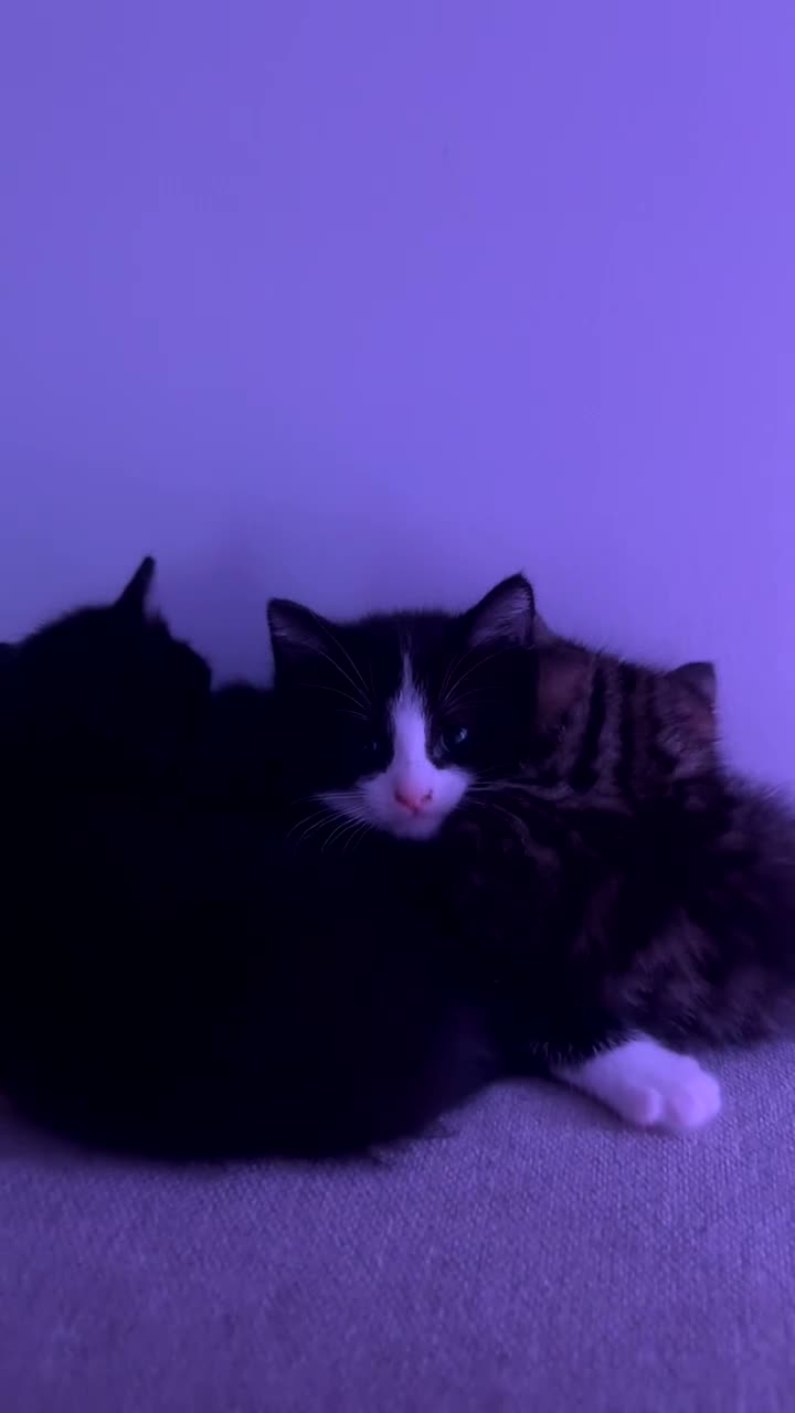 Mixed Breed cats for sale: Beautiful Black & White Kittens Half Russian Blue  - Video 1