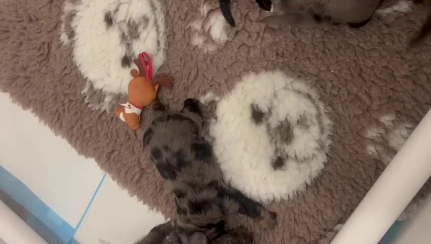 Cockapoo dogs for sale: Gorgeous F1 Cockapoo puppies  - Video 2