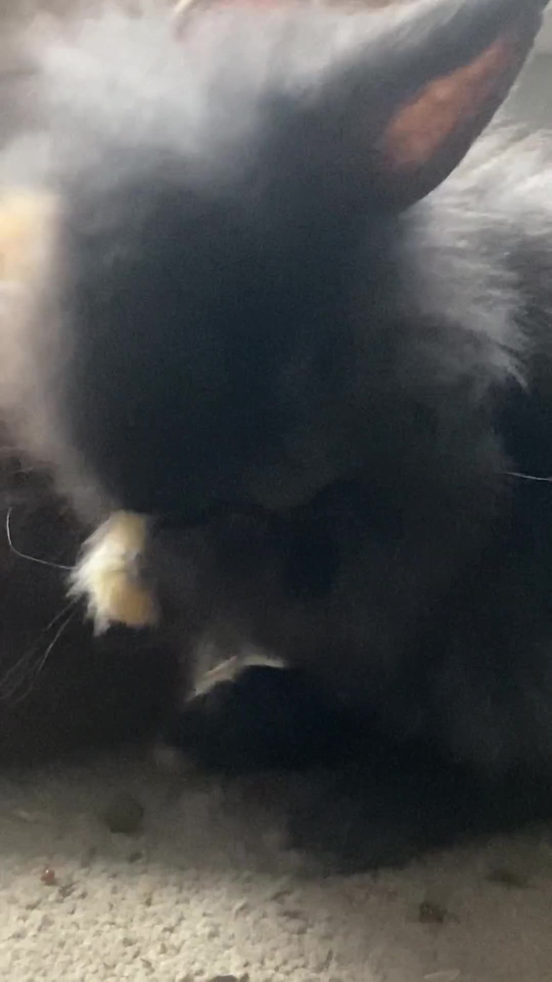 Lionhead rabbits for sale: ⭐️Beautiful Lionhead bunnies⭐️ - Video 4