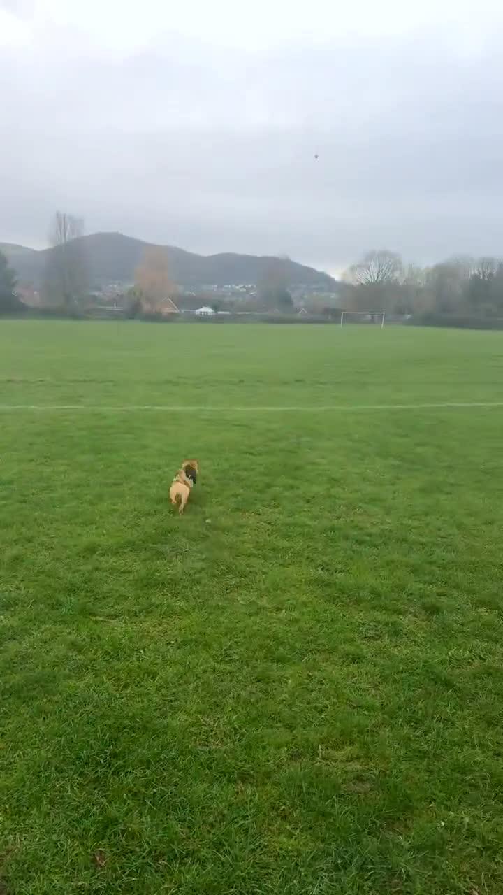 Mixed Breed dogs for adoption: TED   - Video 3