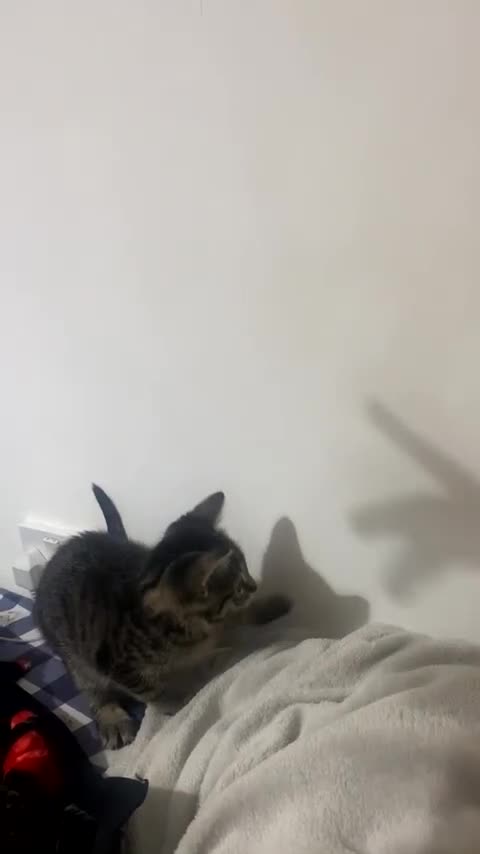 Bengal cats for sale: Playful kitten - Video 3