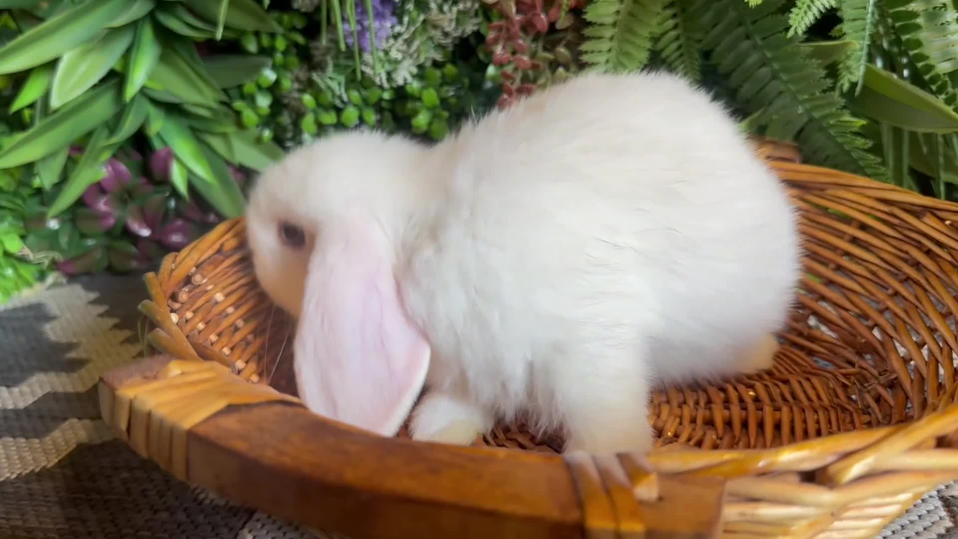Mini Lop rabbits for sale: Mini lops ready to go  - Video 1
