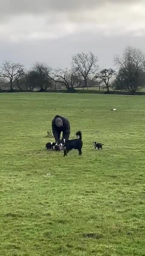 Border Collie dogs for sale: Border Collies - available for  **  - Video 1