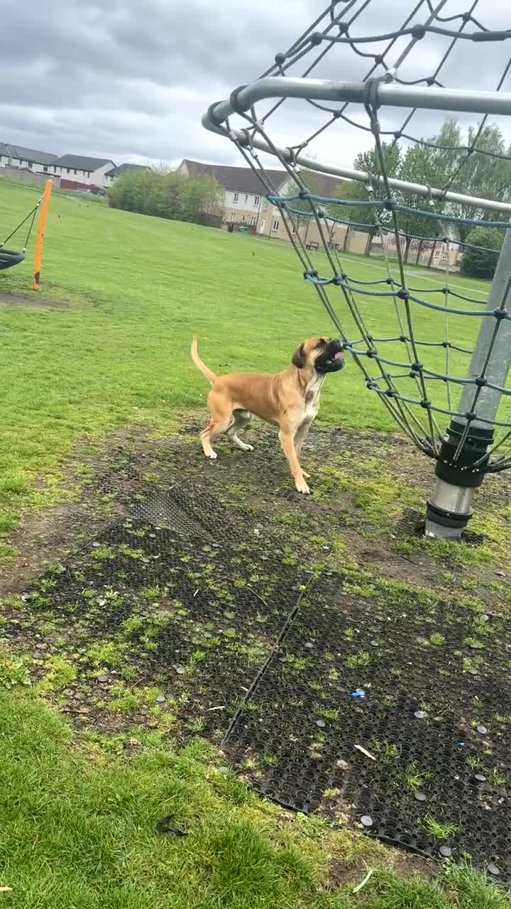 Cane Corso dogs for stud: Cane corso for stud  - Video 1