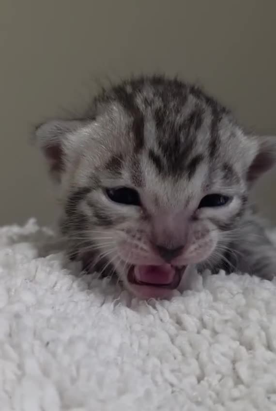 Bengal cats for sale: Silver bengal  - Video 1