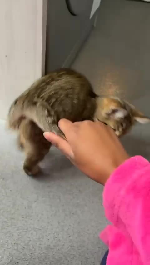 American Shorthair cats for sale: 3 Tabby kittens and 1 bombay kitten - Video 3