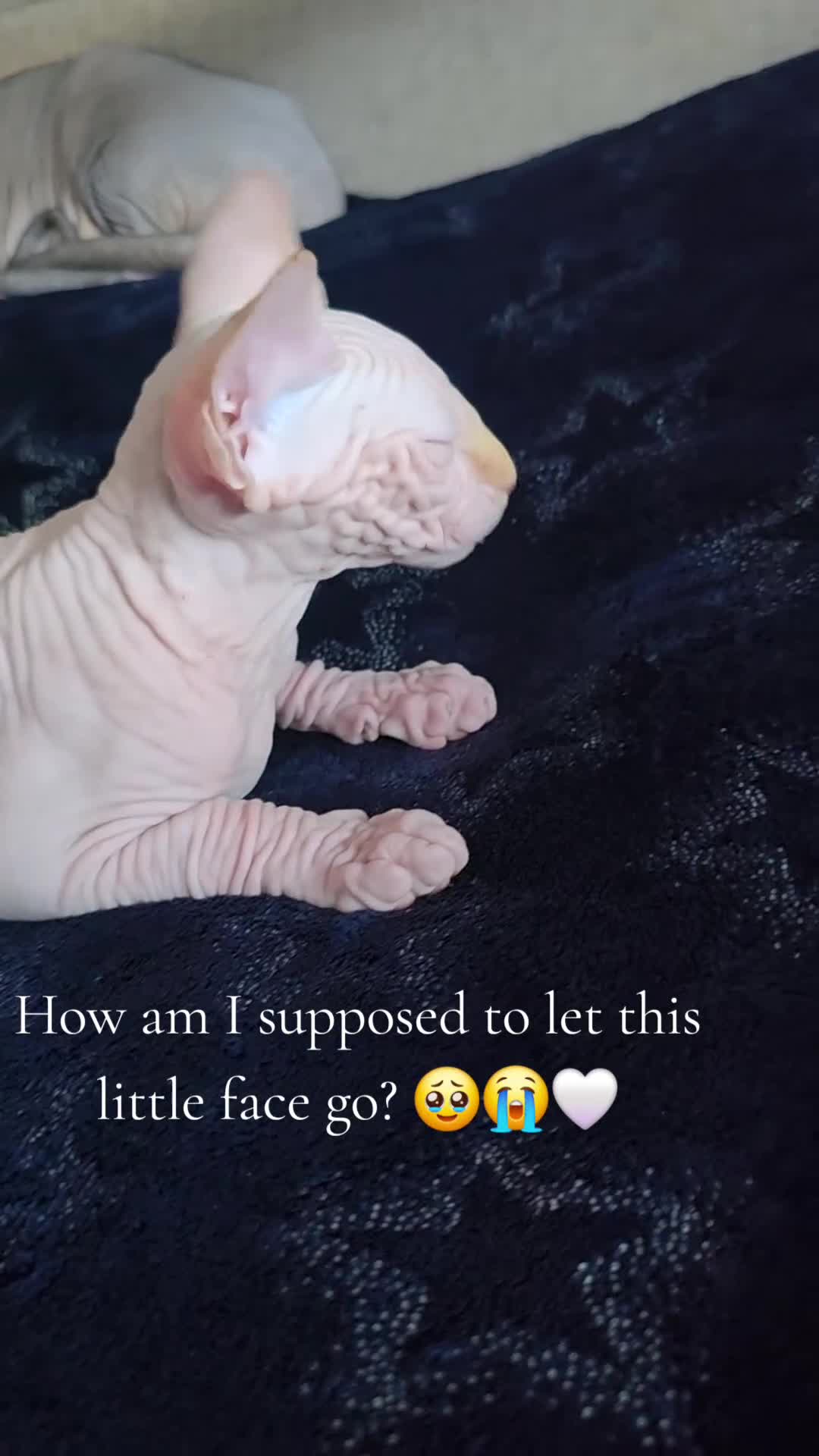 Sphynx cats for sale: Last 2 Beautiful Sphynx Boys Available 💙💚 - Video 1