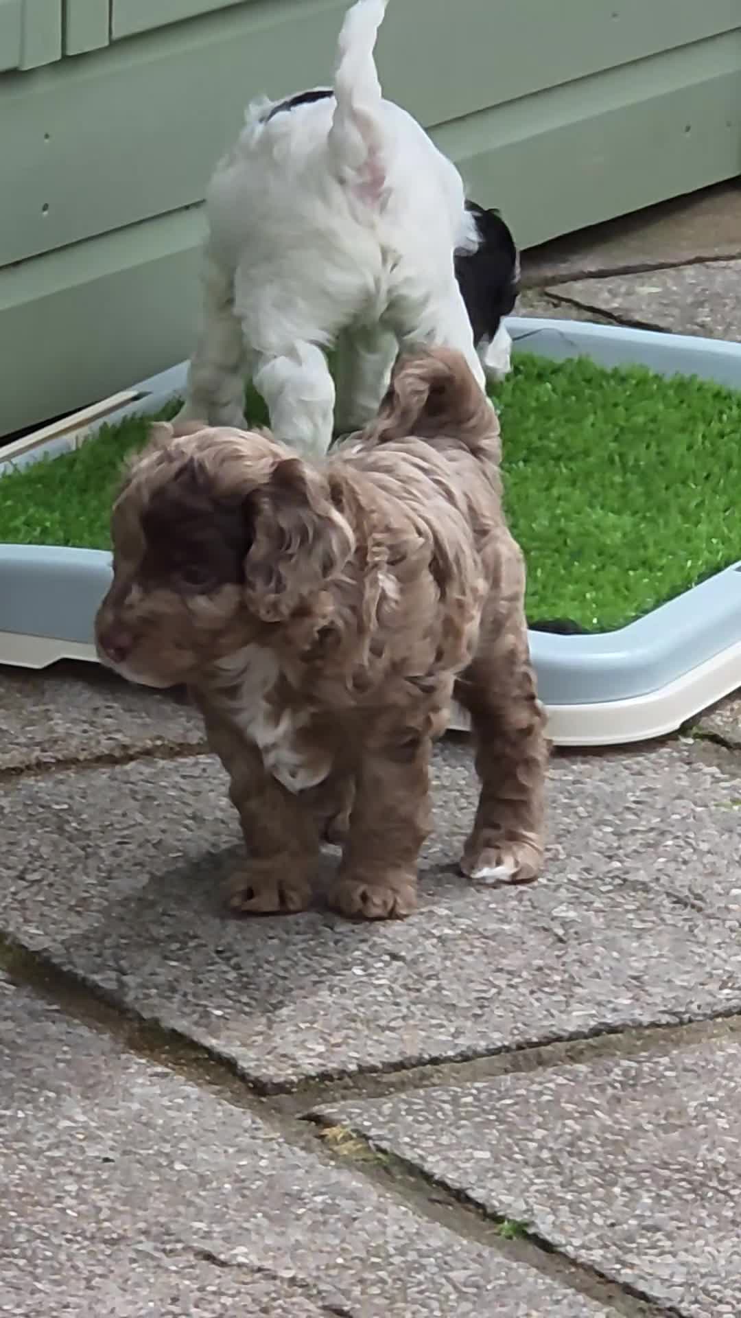 Cockapoo dogs for sale: Cockerpoo - Video 4