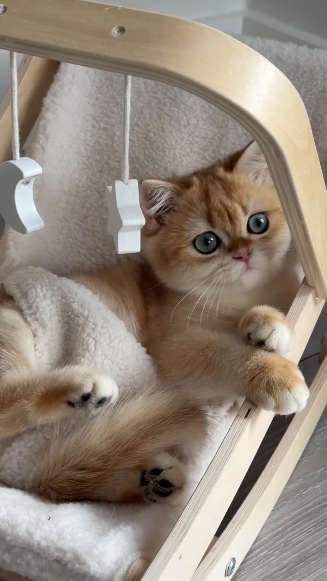 British Shorthair cats for sale: British Shorthair Golden Boy  sold  - Video 2