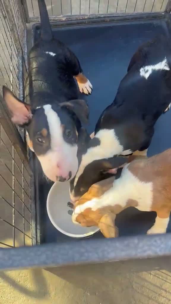 English Bull Terrier dogs for sale: English bull terriers puppies - Video 2