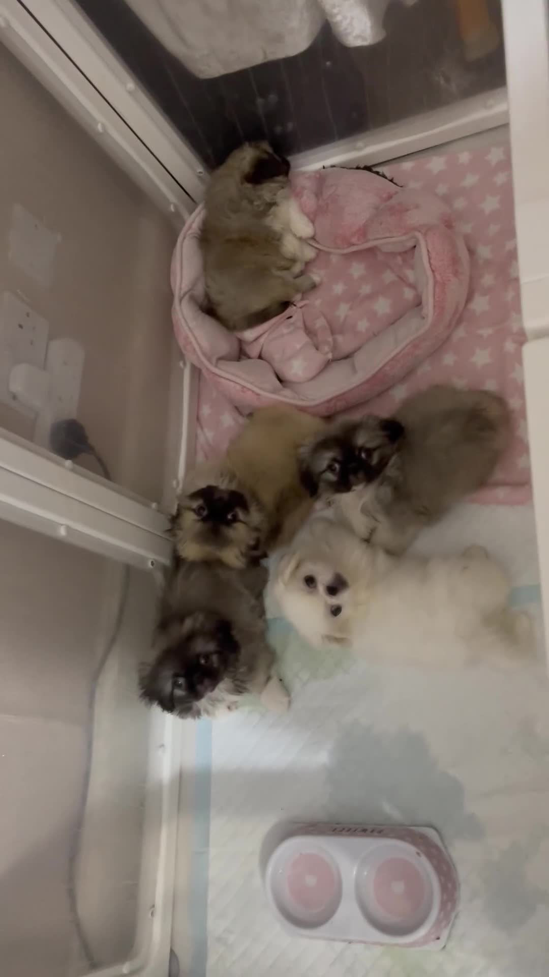 Pekingese dogs for sale: Top Quality Pekingese puppies  in Rugby - Video 1