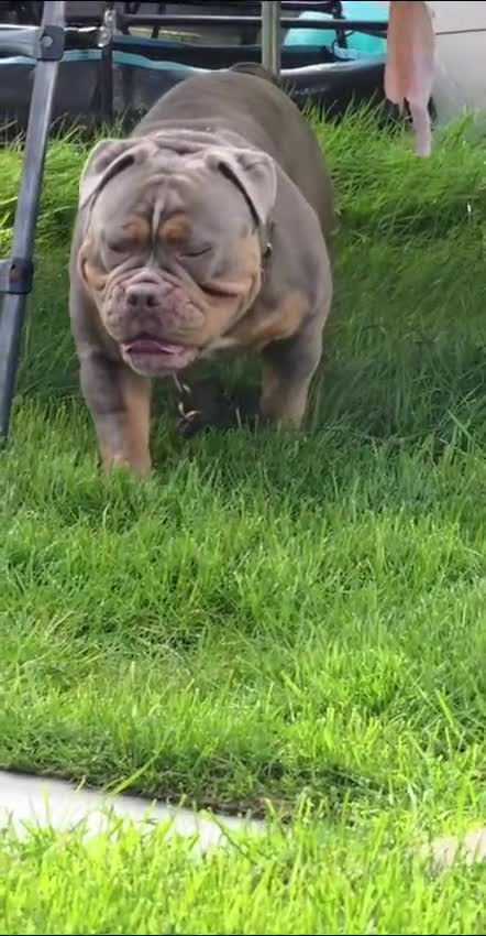 Olde English Bulldogge dogs for stud: NEBBR REGISTERED OLDE ENGLISH BULLDOGGE STUD - Video 1