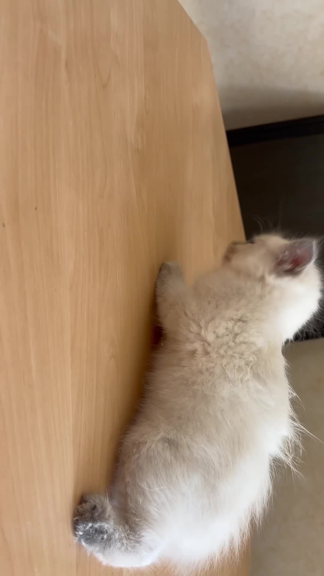 Ragdoll cats for sale: Beautiful Ragdols - Video 5