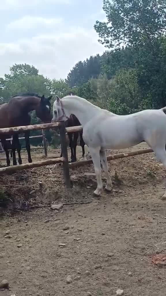 Arabian horse horses for sale: Eye-catching grey Arab yearling gelding - Video 4