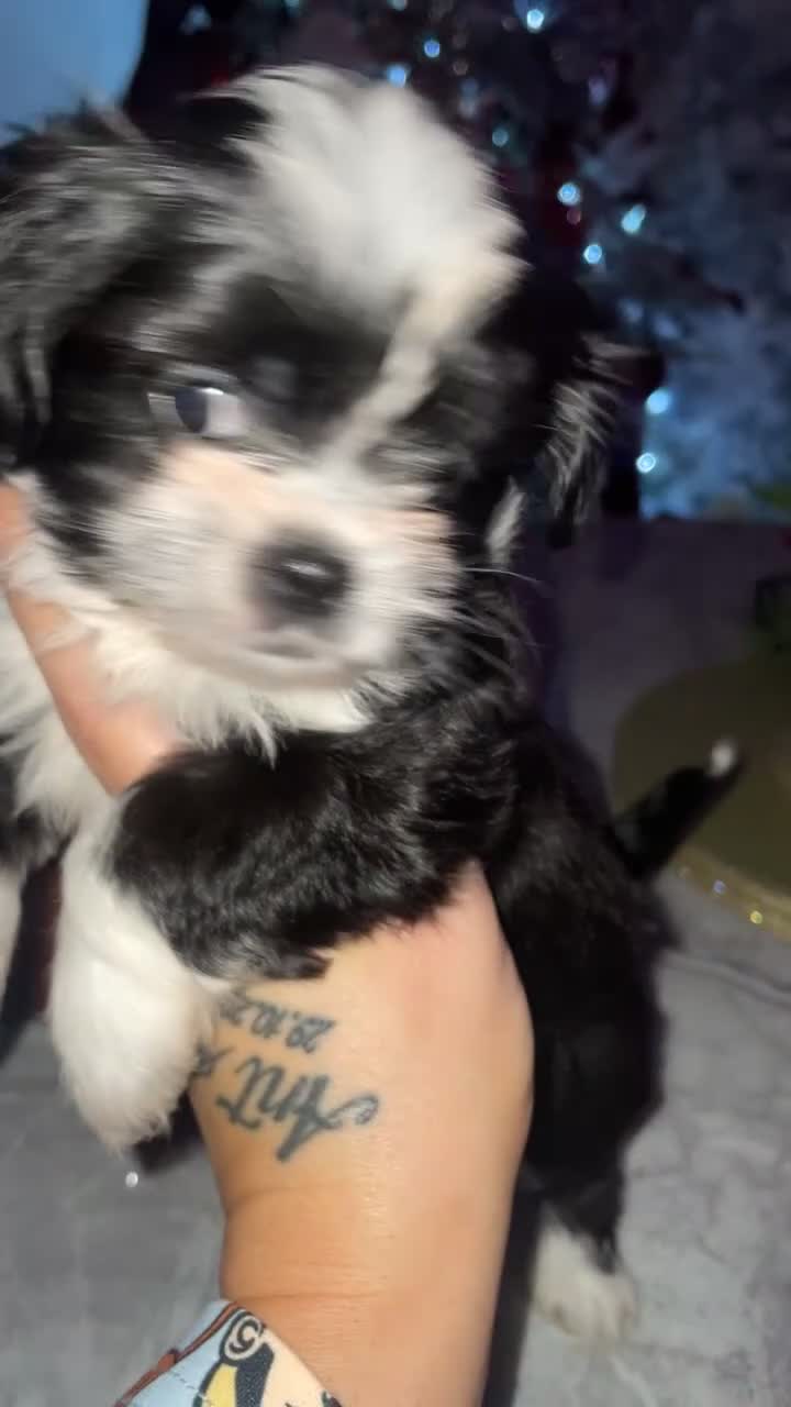 Mixed Breed dogs for sale: Beautiful boy🩵 - Video 1