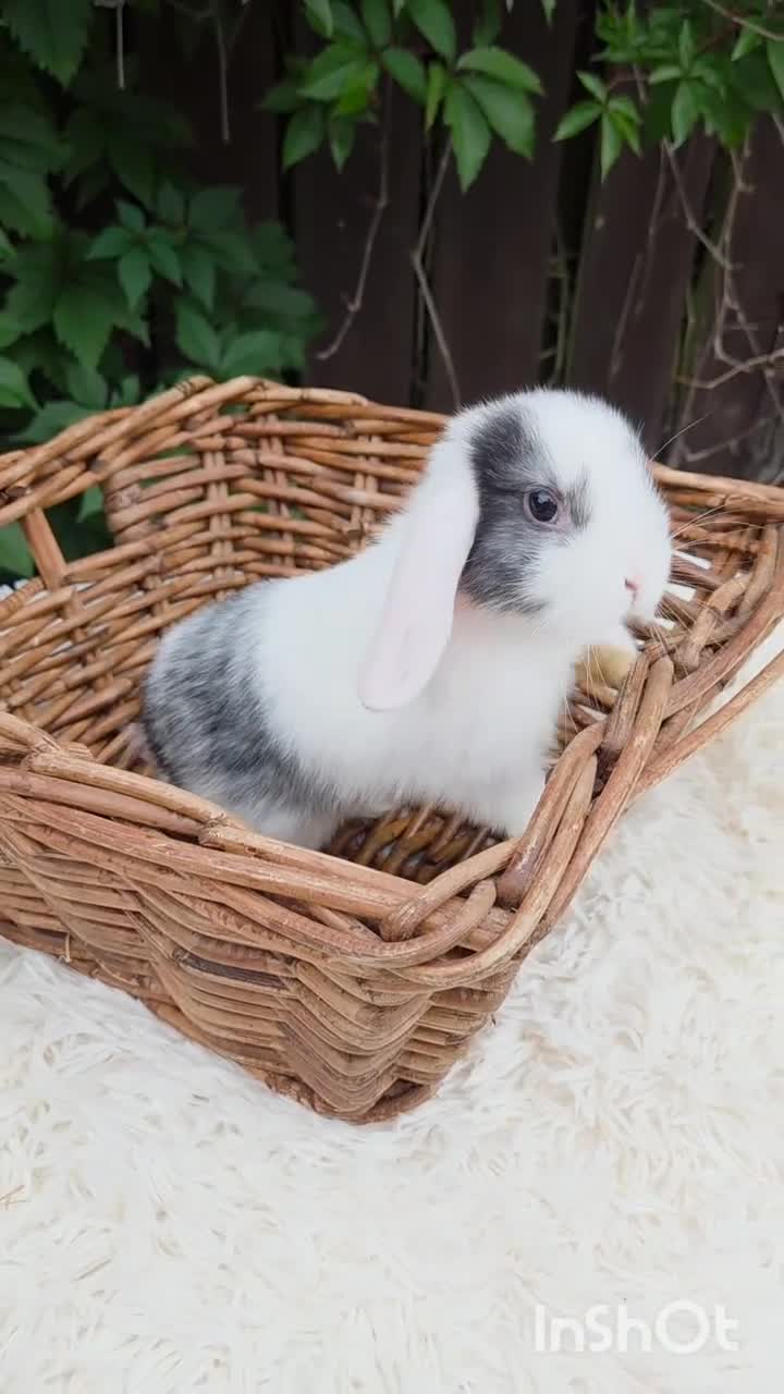 Mini Lop rabbits for sale: 🧡 READY NOW Mini Lop Doe 🧡 9wk old - Video 1