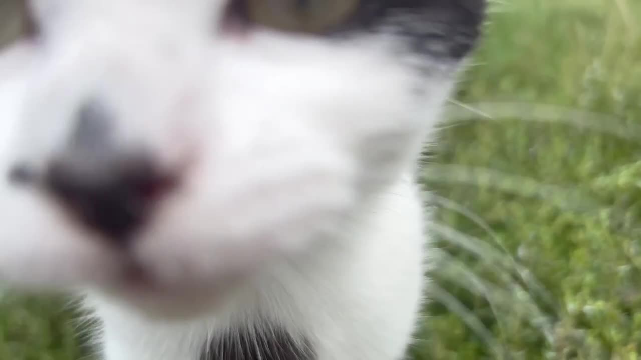 British Shorthair cats for sale: Brother and sister need rehoming  - Video 1