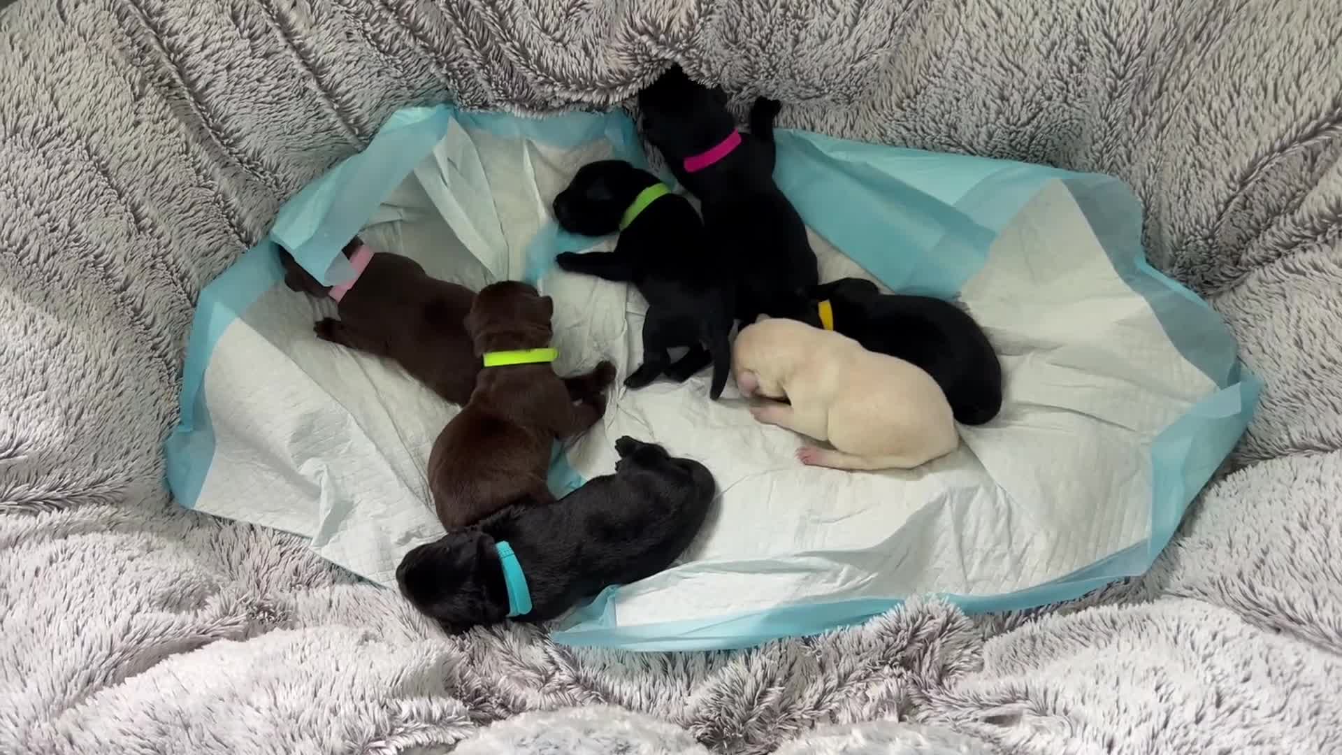 Labrador Retriever dogs for sale: KC labrador pups from fully health tested parents - Video 2