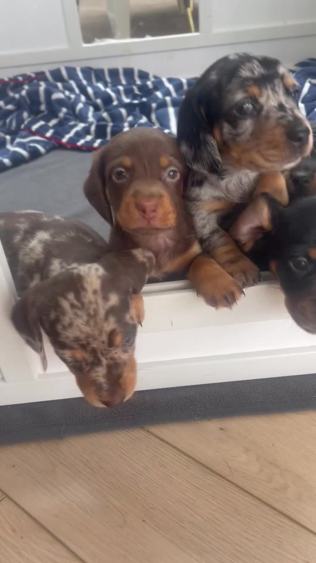 Miniature Dachshund dogs for sale: Ready for new homes Mini Dachshund  - Video 3