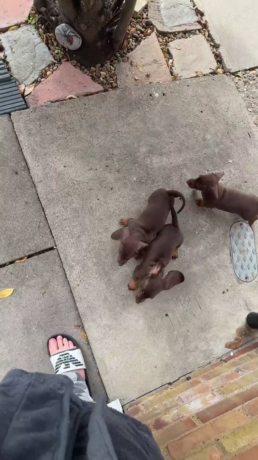 Dachshund dogs for sale: Dachshunds One male and one female black/tan  in Basildon - Video 1